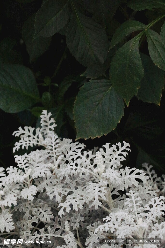 白色花卉特寫