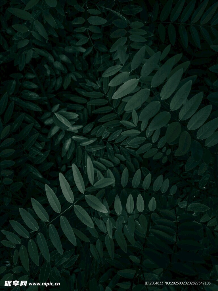 深綠蕨類葉片紋理特寫