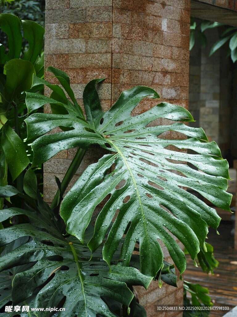 獨特斑紋的大型綠植葉片
