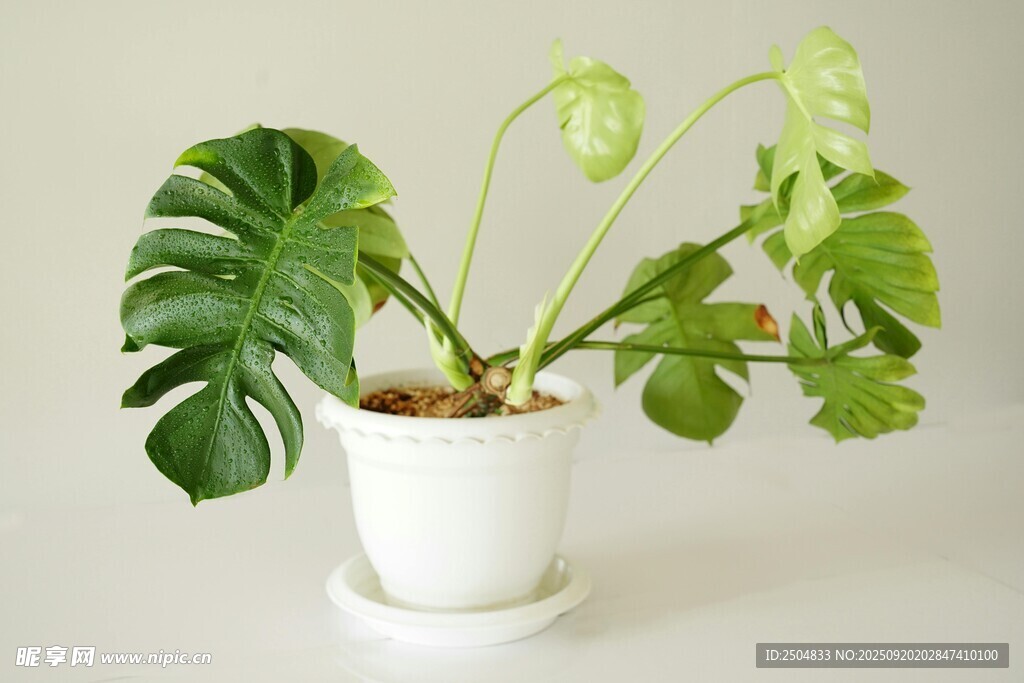 白色花盆中的龜背竹植物