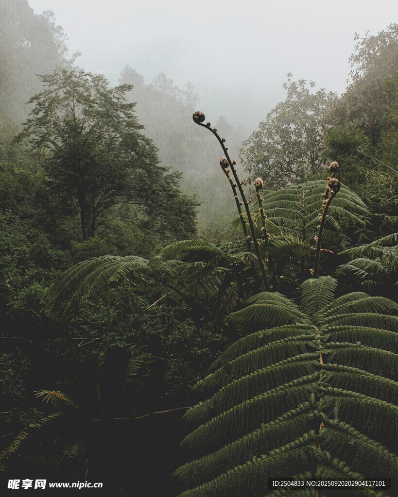 迷霧中的蕨類植物景觀