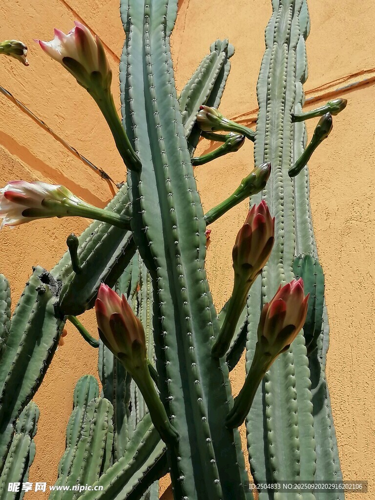 綻放的仙人掌花