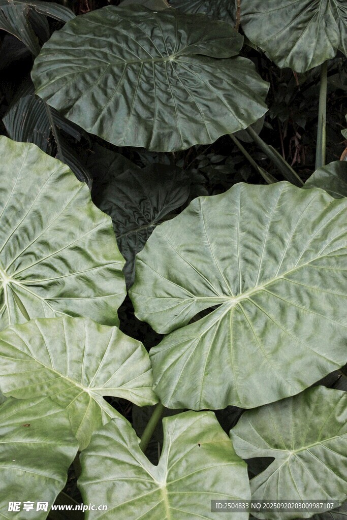 大葉片綠植特寫