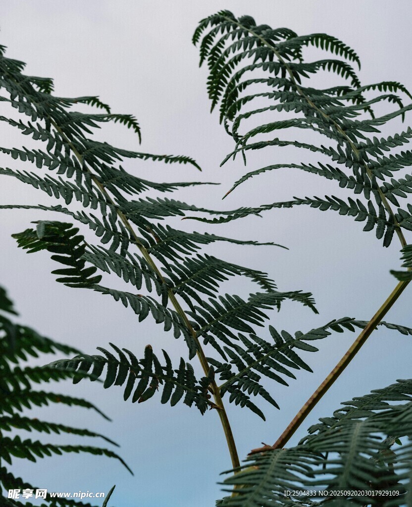 藍(lán)天映襯下的羽狀植物葉片