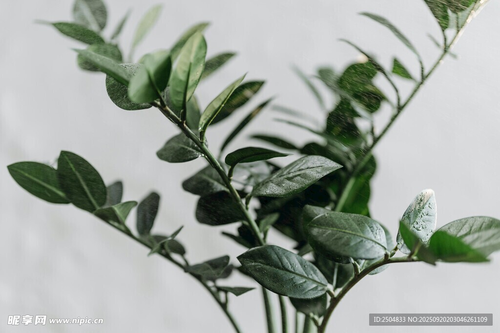 清新綠植特寫(xiě)