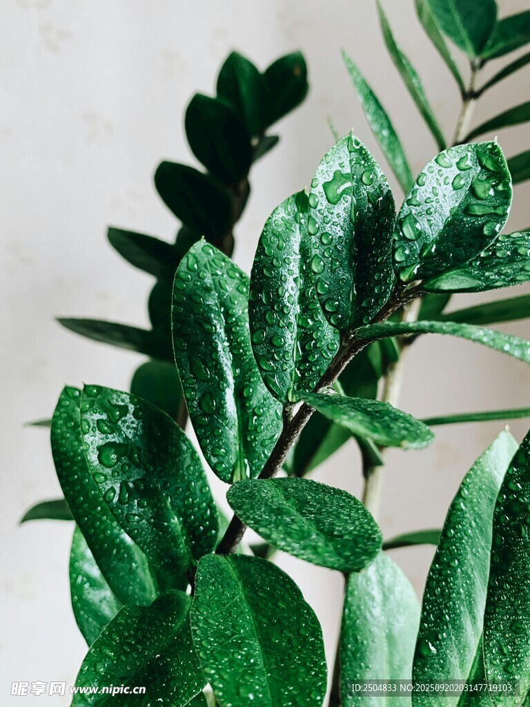 翠綠葉片 清新植物特寫