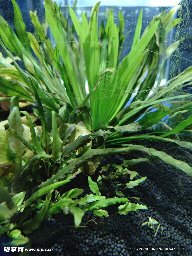 水草造景
