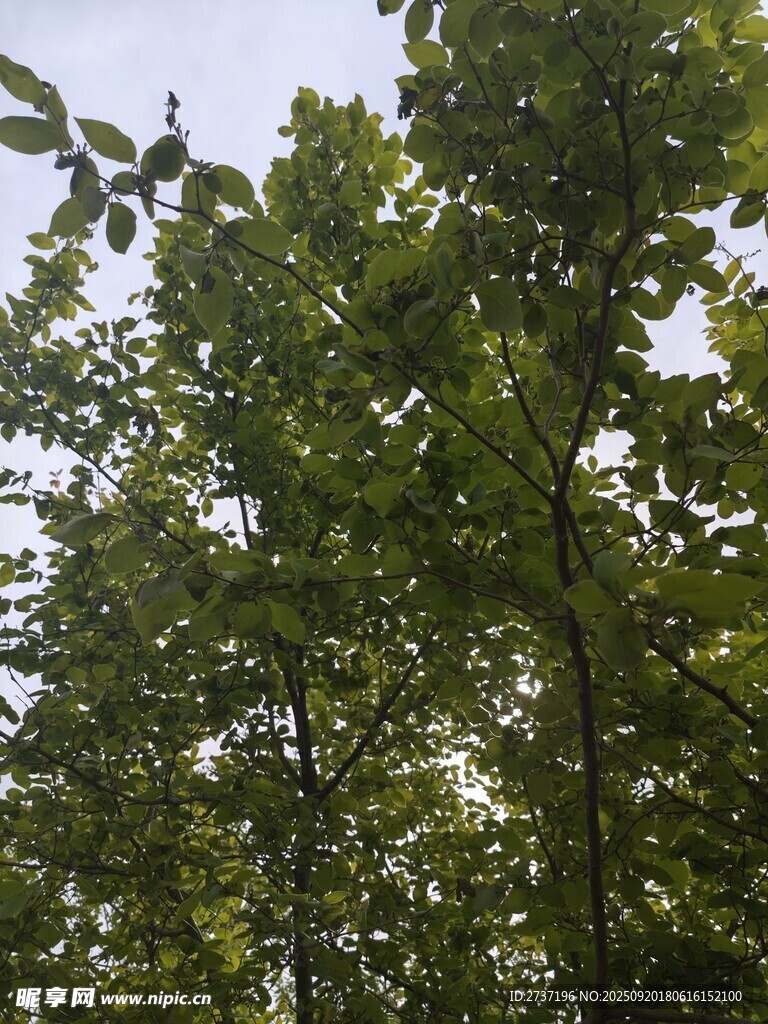 茂密樹林