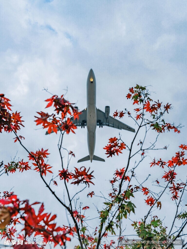 飛機(jī)飛過繁花枝頭