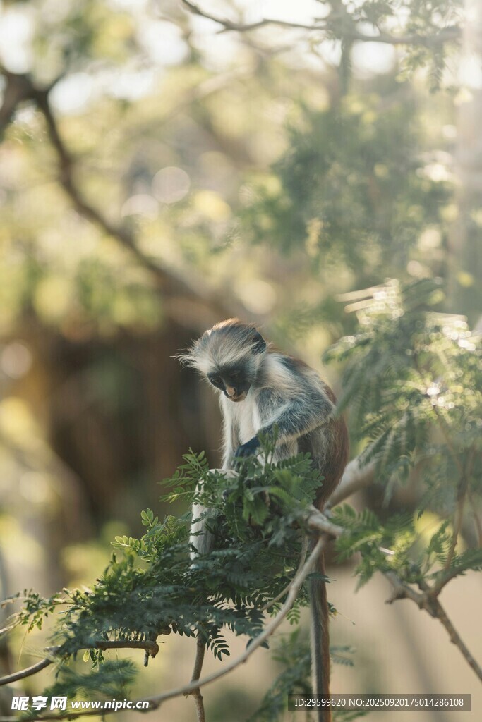 枝頭休憩的猴子