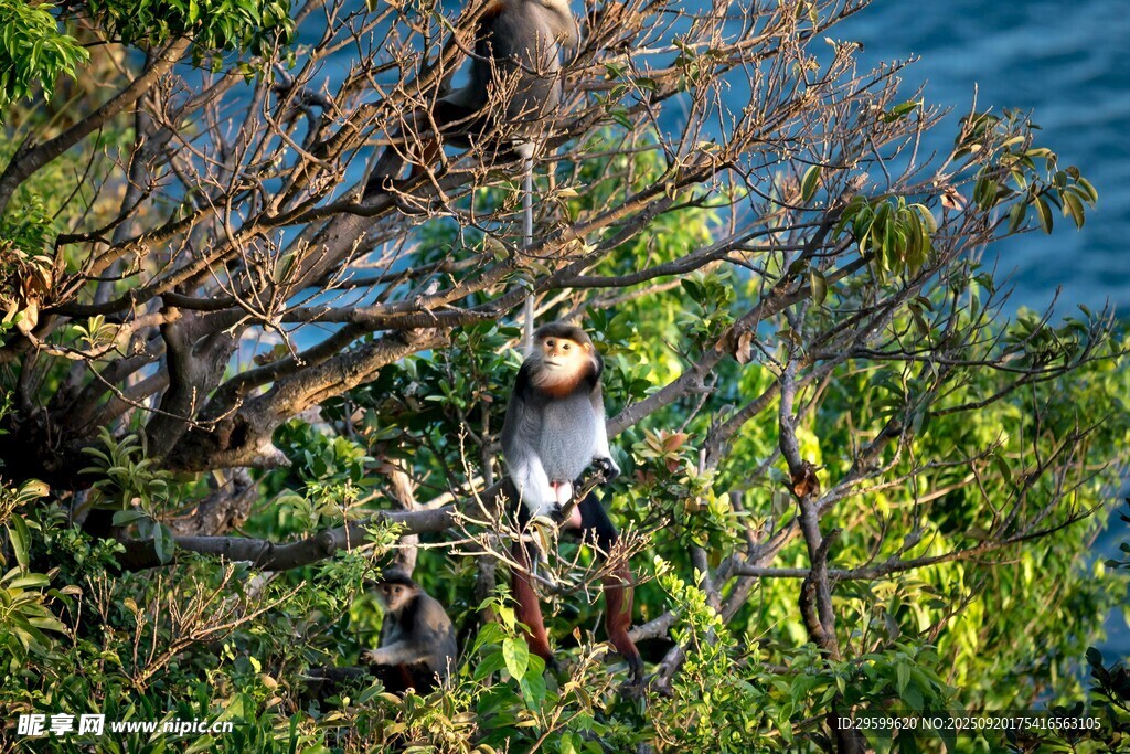 枝頭棲息的多彩鳥(niǎo)兒