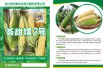 玉米種子介紹宣傳彩頁