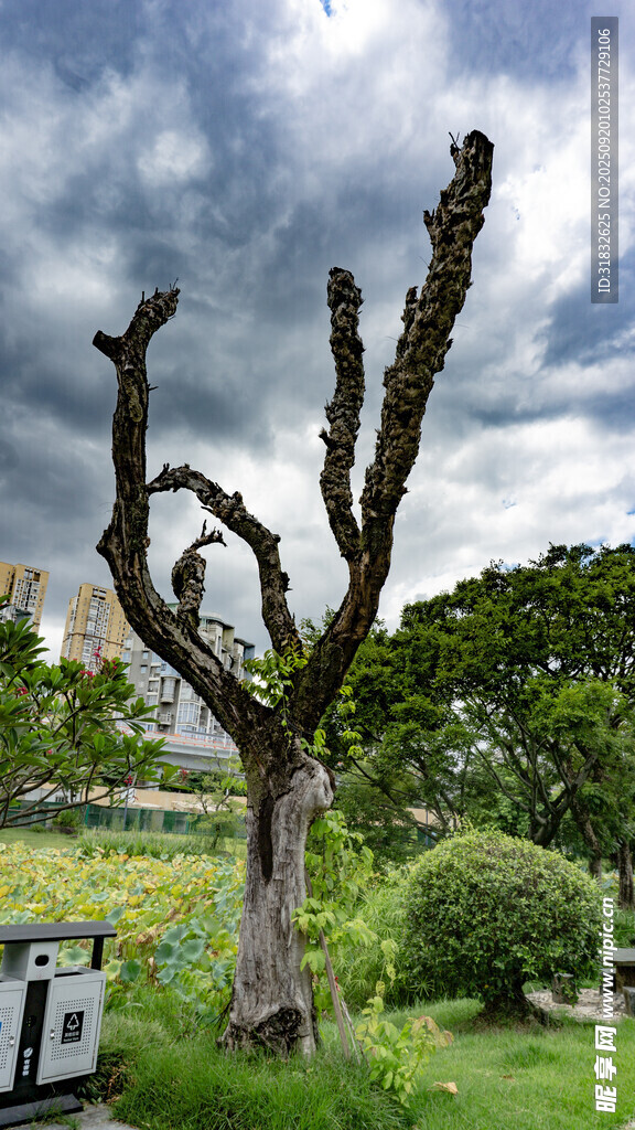 枯樹立于綠意盎然花園中