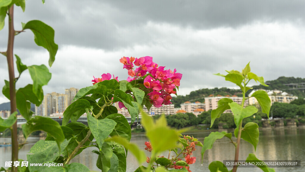 江邊綻放的艷麗粉色花朵