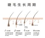 睫毛生長周期 矢量圖