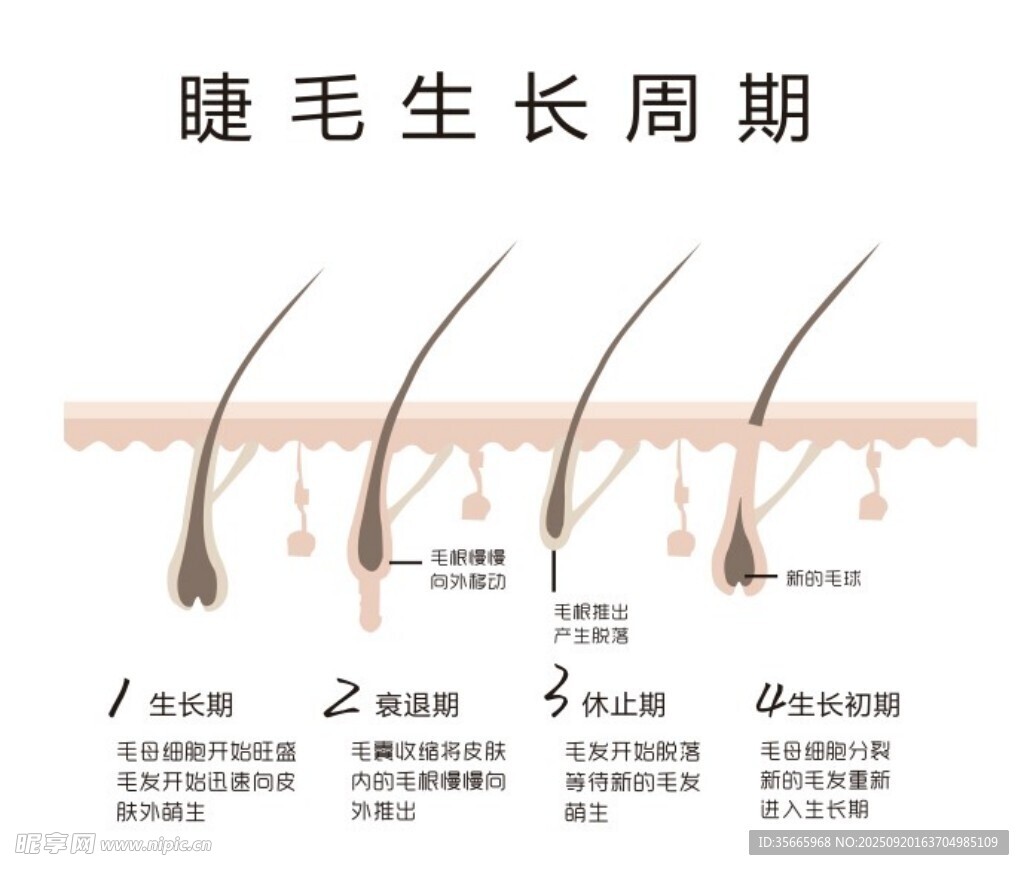 睫毛生長周期 矢量圖