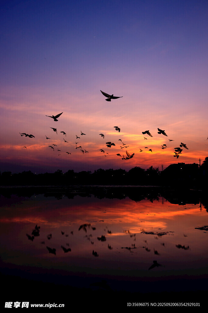 夕陽下飛鳥翔于湖面美景