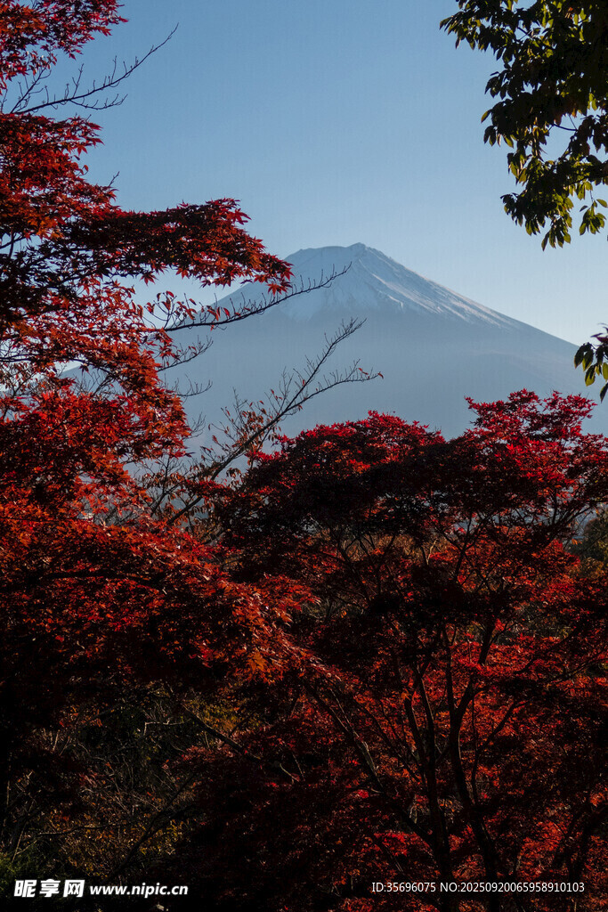 富士山下紅葉爛漫美景