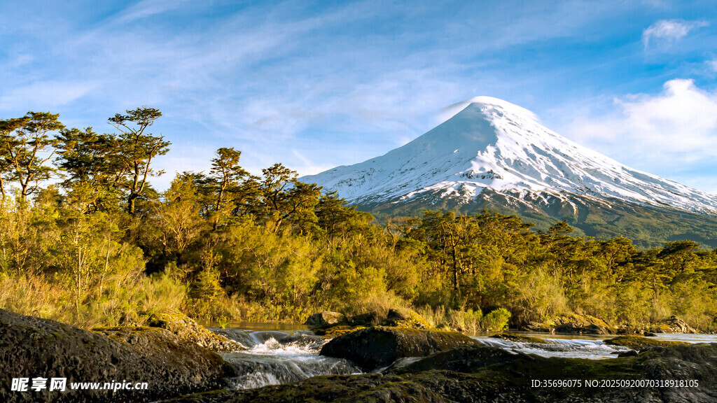 雪山下的金黃樹林美景