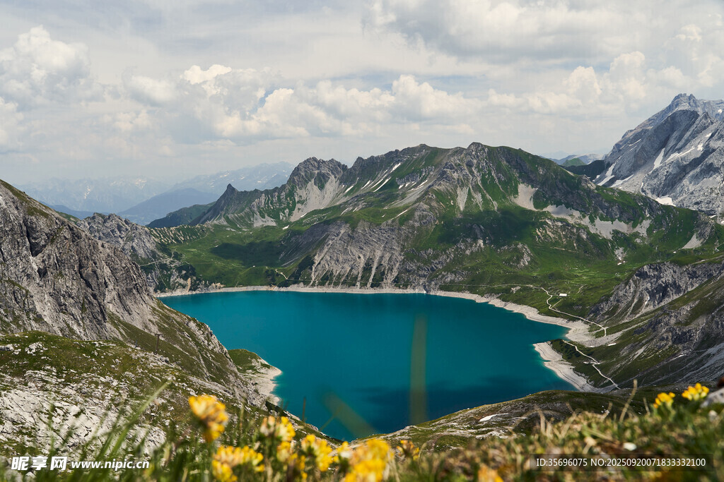 高山湖畔綻放黃色小花