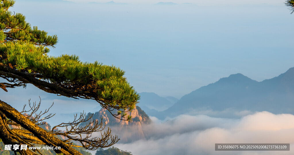 黃山云海中的蒼松
