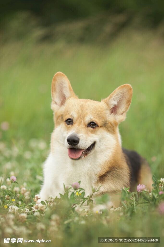 草地上的開心柯基犬