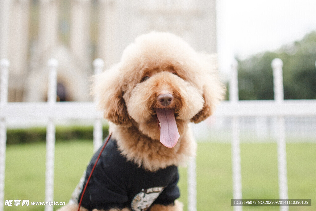 穿黑衣的可愛(ài)泰迪犬