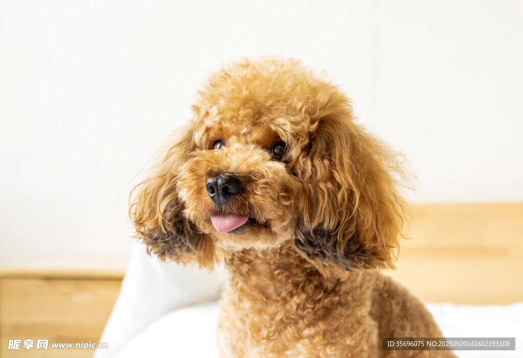 可愛棕色泰迪犬