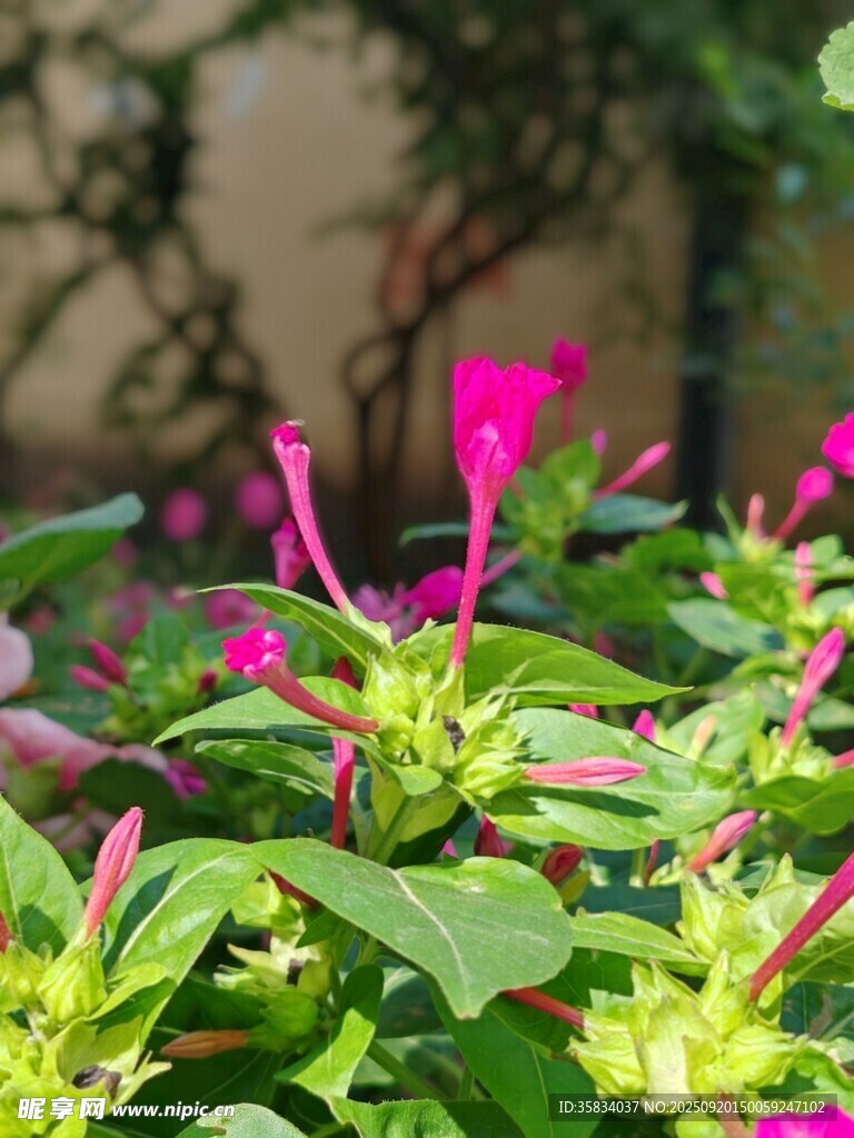 嬌艷綻放的粉色花卉