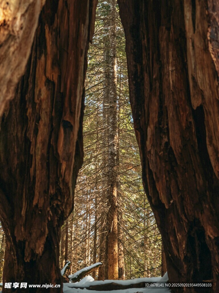 樹洞中的森林美景