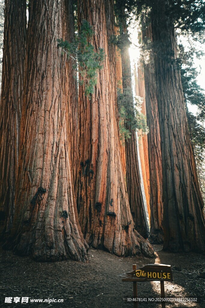 壯觀巨杉林景觀
