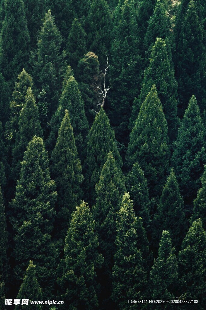 茂密森林俯瞰圖