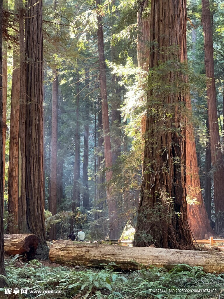 森林中的高大紅杉樹景觀