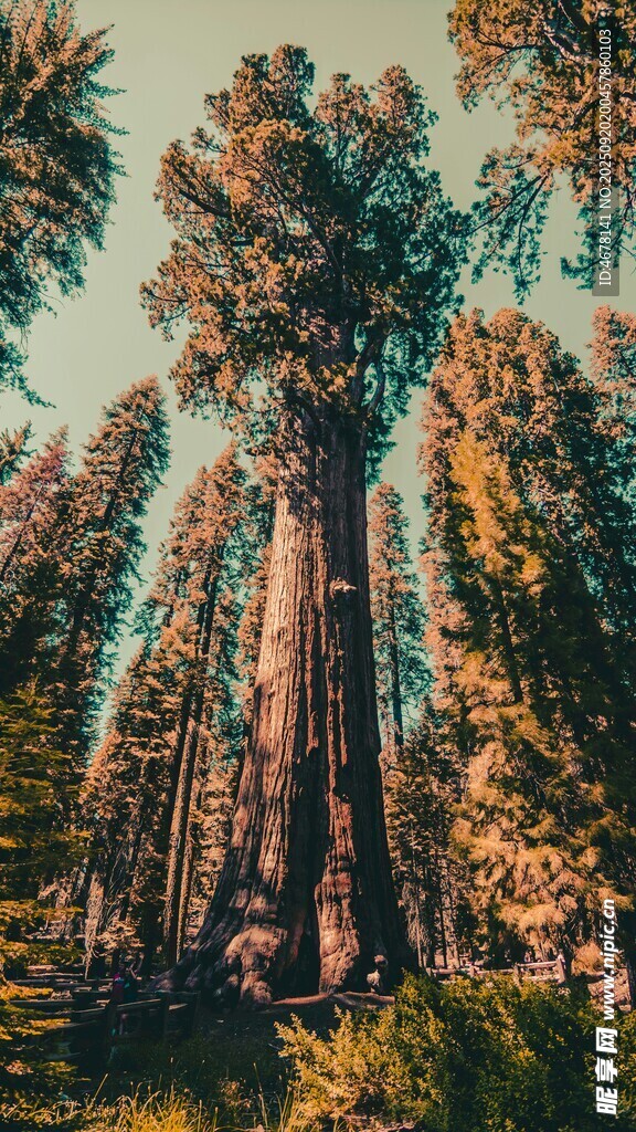 壯觀的高大紅杉樹森林