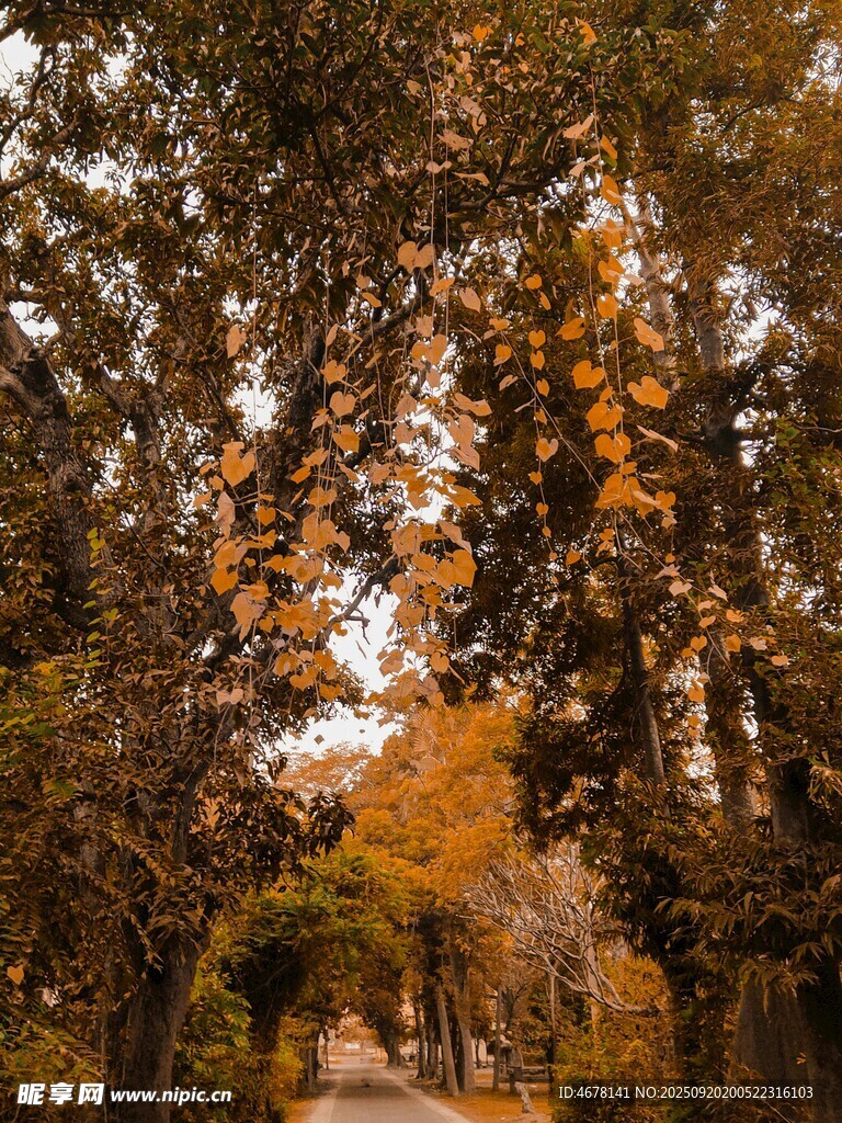 秋日林蔭道的斑斕美景