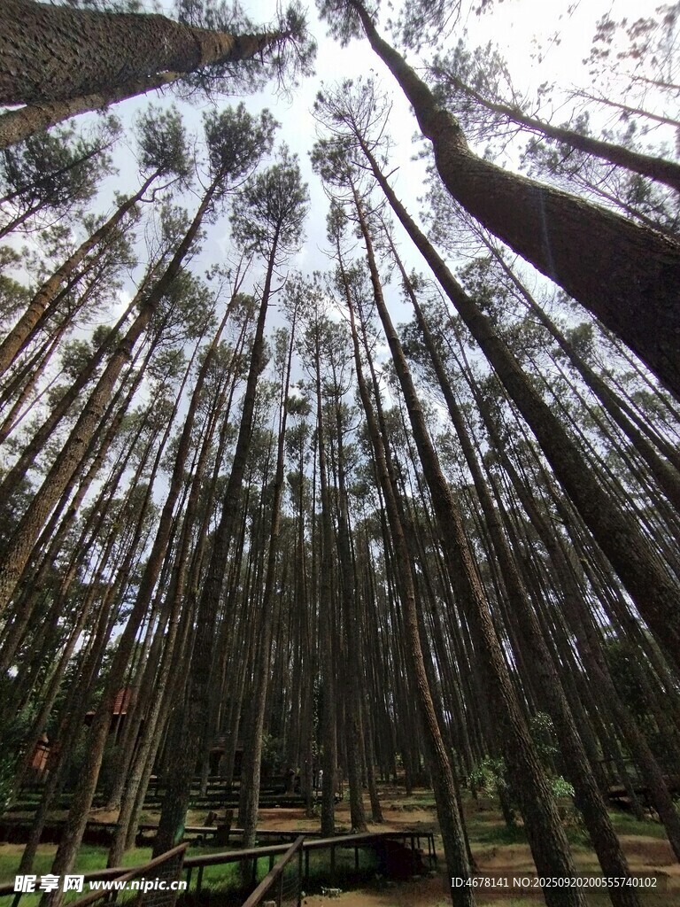茂密森林仰視高大樹木