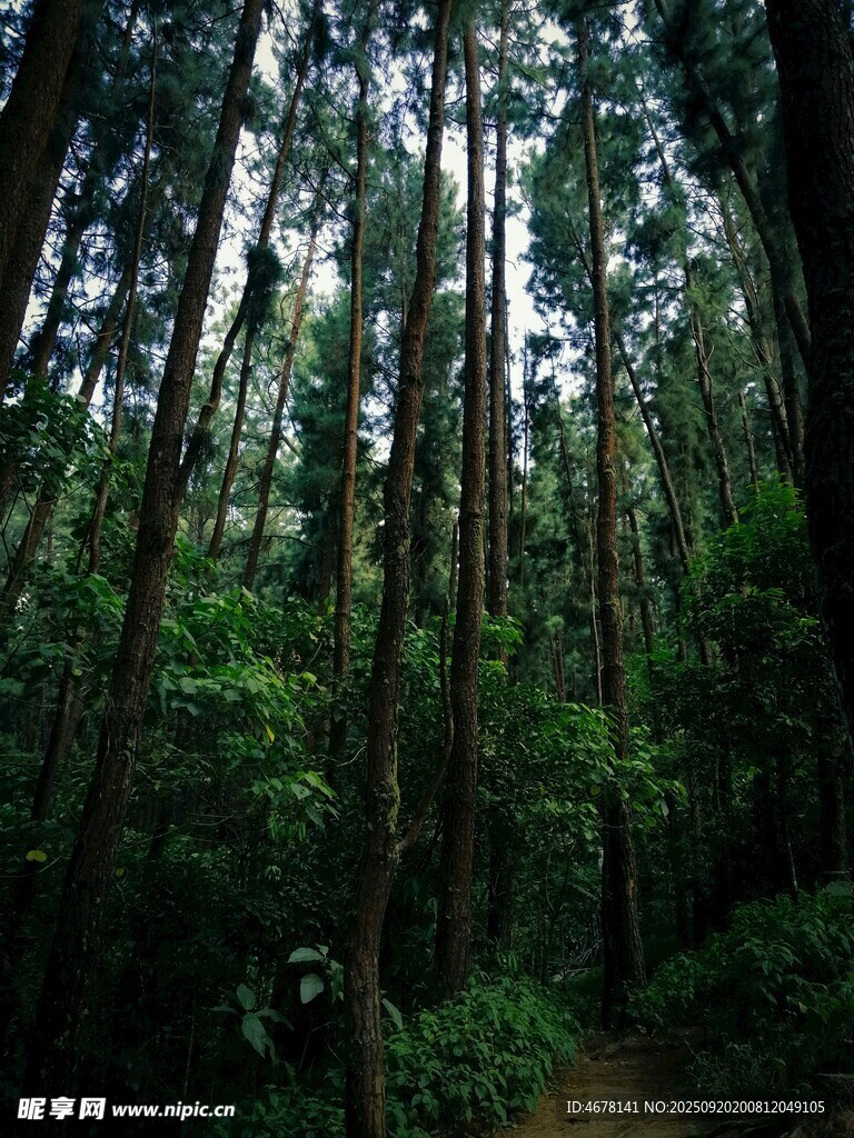 茂密森林中的幽靜小徑