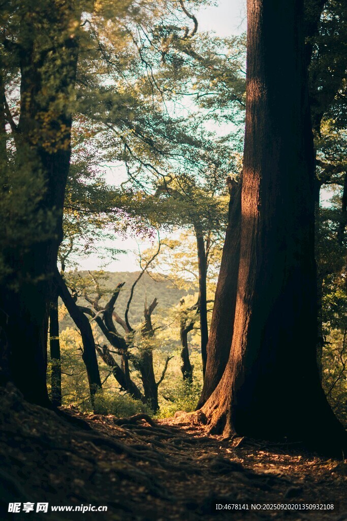 森林中的陽(yáng)光斑駁美景