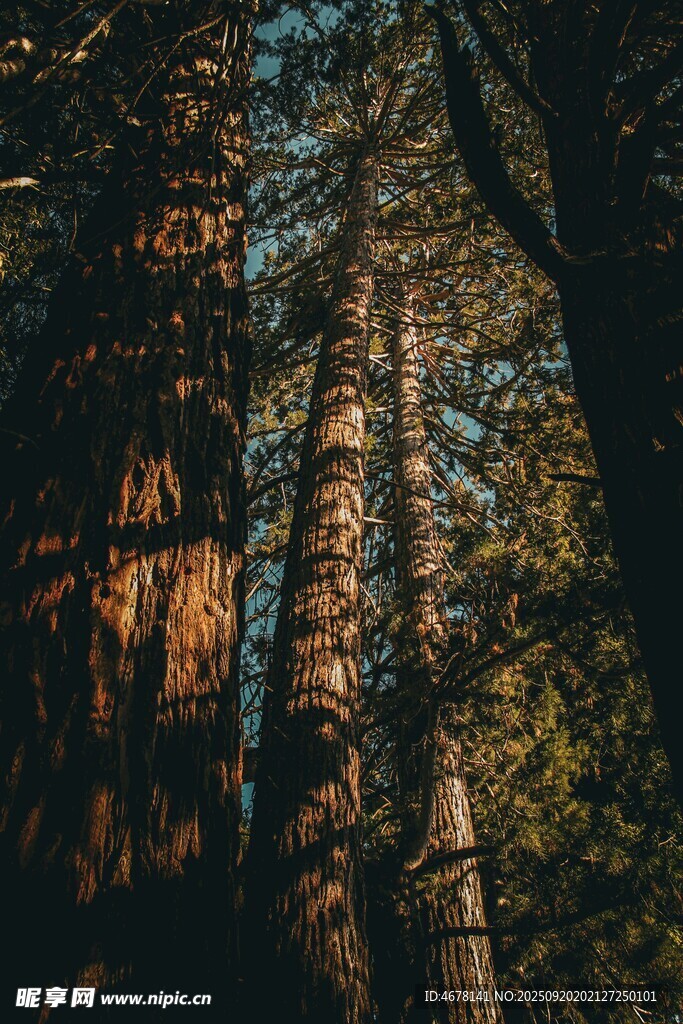 森林深處的高大樹木景觀