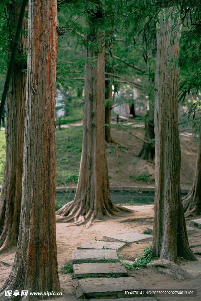 林間木徑靜謐自然之景