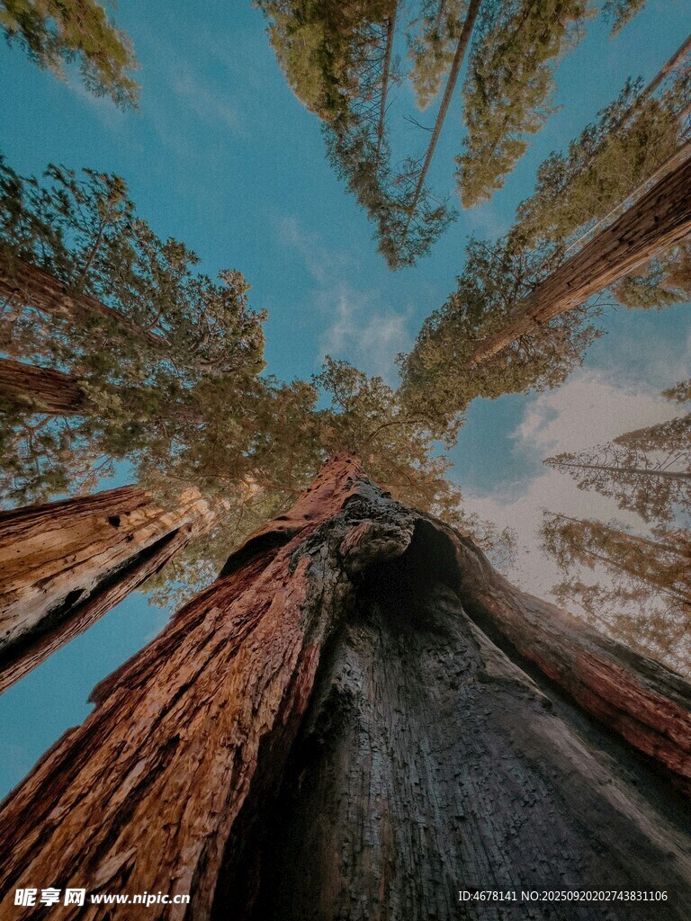 仰望參天巨樹的壯麗景觀