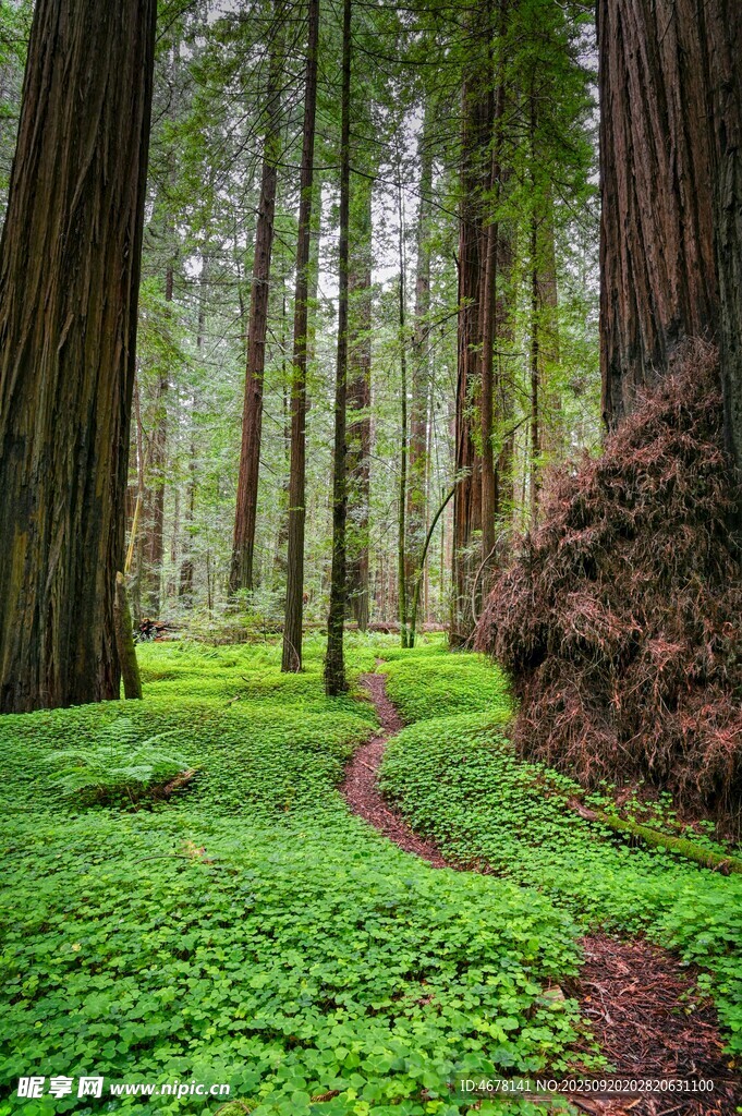 森林小徑綠意盎然的自然景