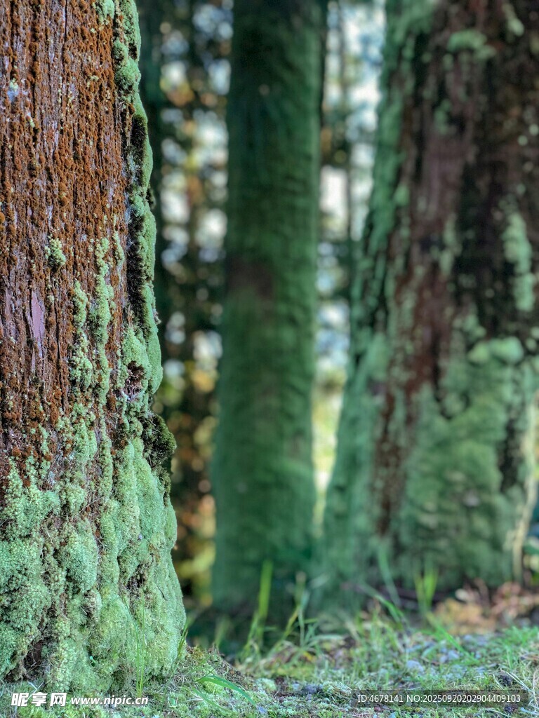 森林中長滿苔蘚的樹干