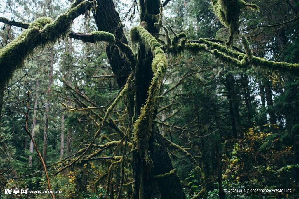 森林中長滿苔蘚的古老樹木