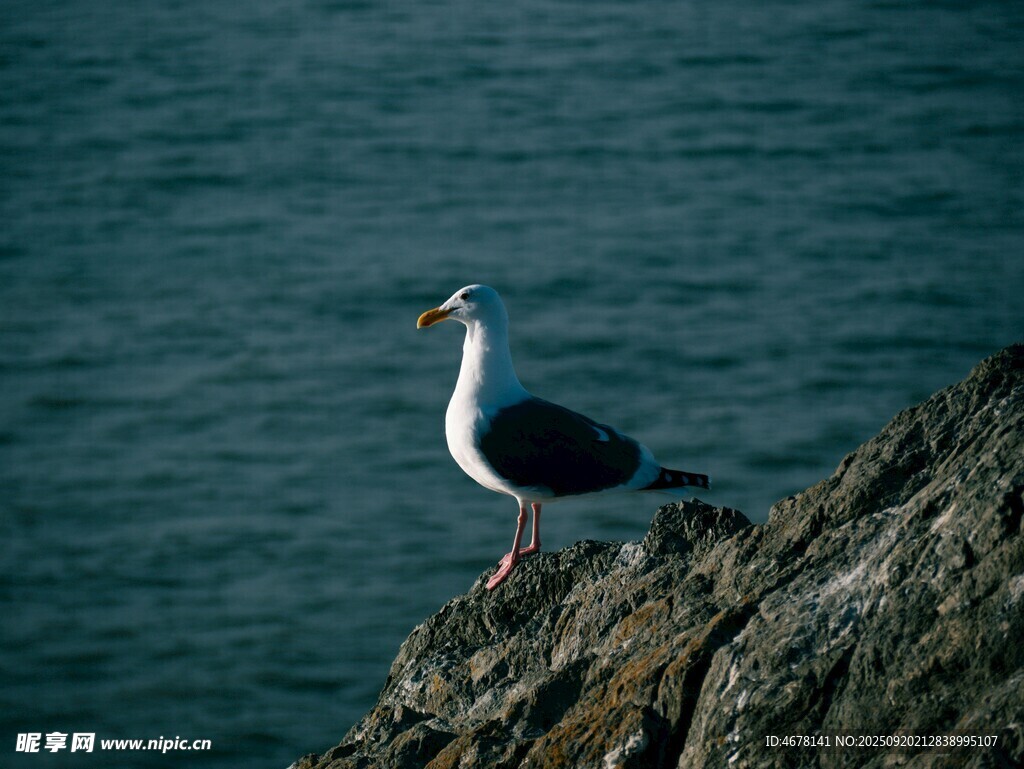巖石上的海鷗