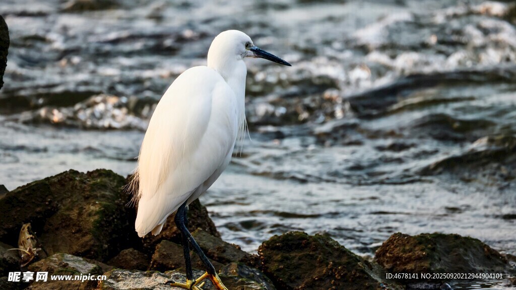 白鳥(niǎo)立于礁石觀海浪