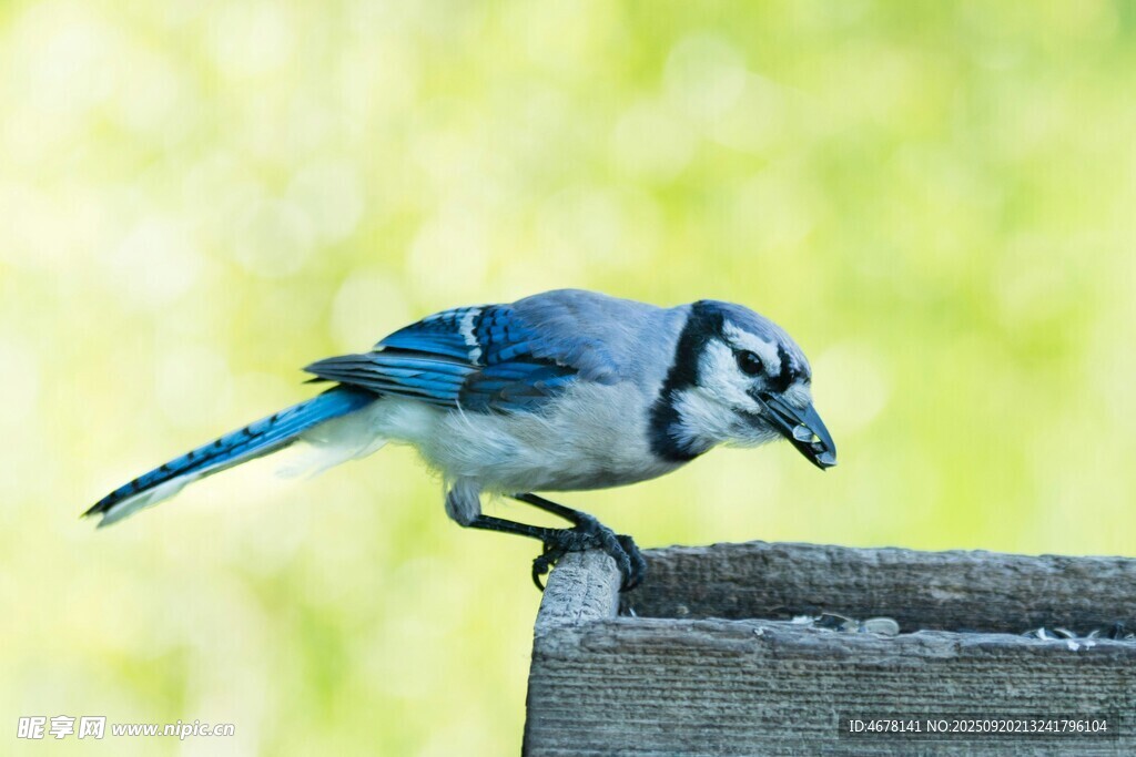 藍(lán)鳥立于石上