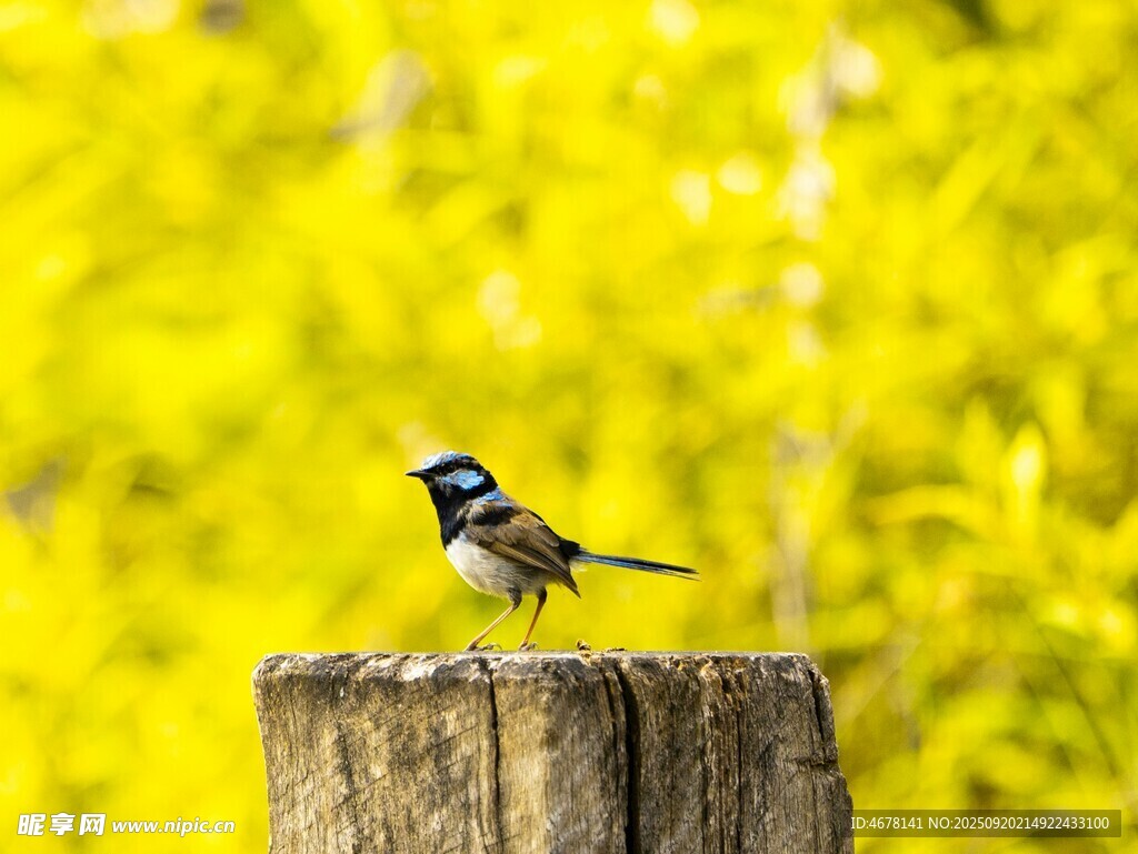 木樁上的小鳥(niǎo)