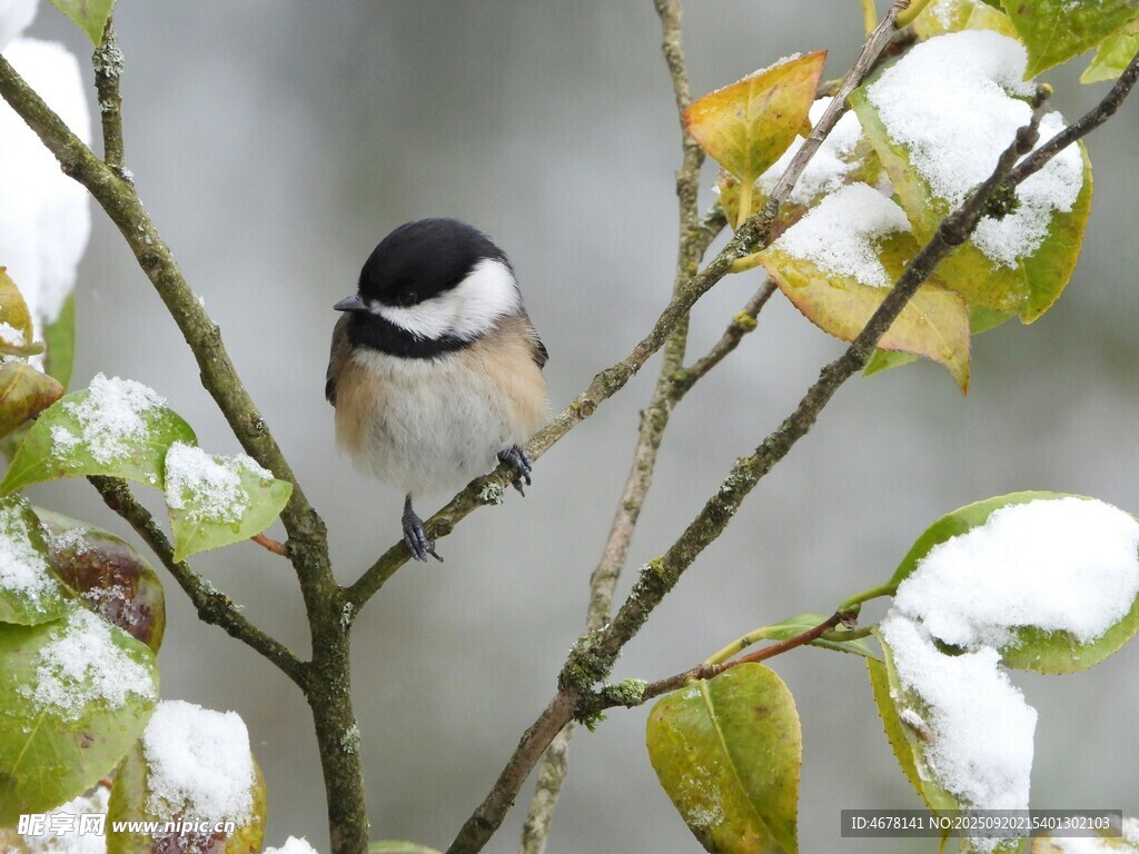 雪枝上的小鳥