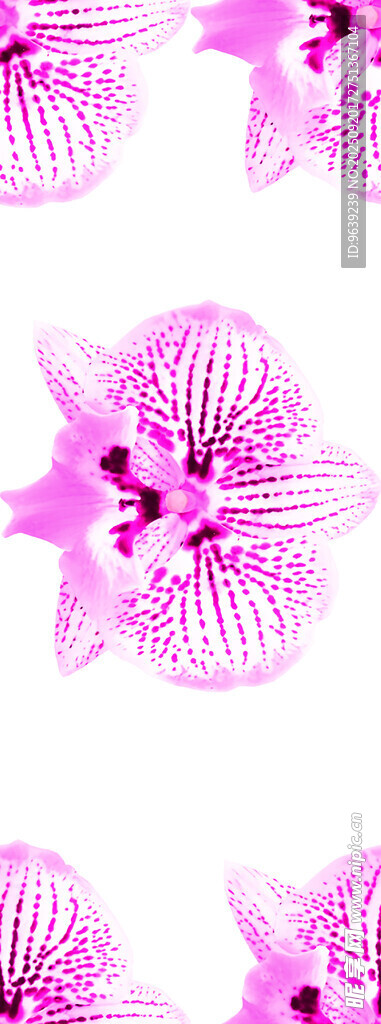 粉色蘭花圖案